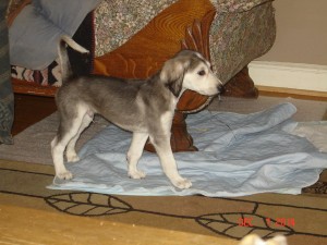 6 weeks old Muna pups 024