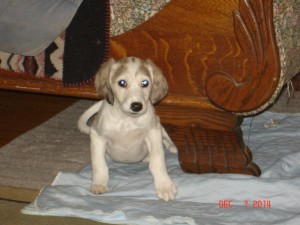 6 weeks old Muna pups 029