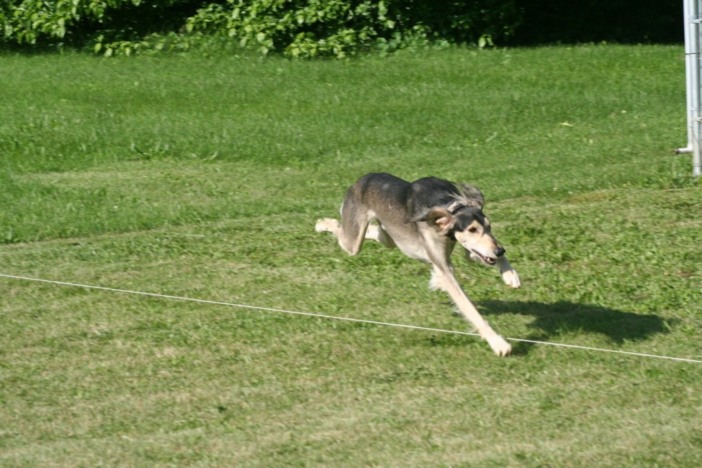 Coursing Dogs June2013 174