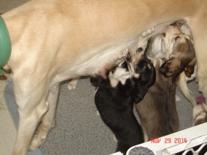 Muna Pups @ 5 weeks 016