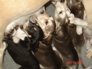 Muna Pups @ 5 weeks 017