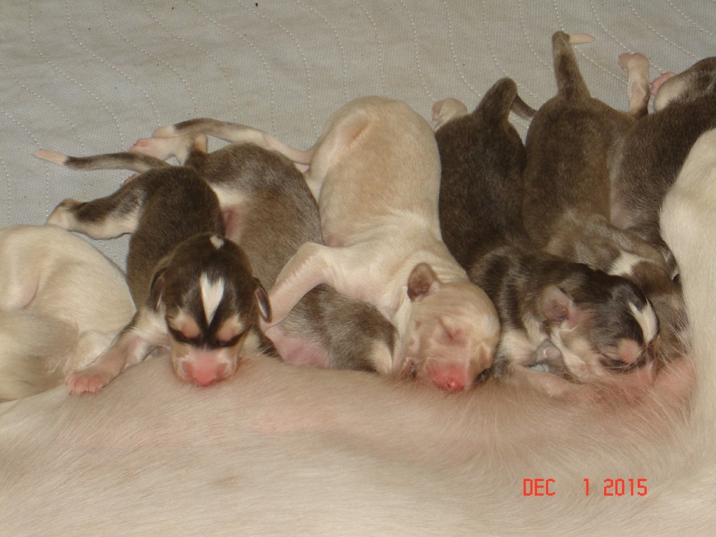 Willa 1 and 2 day old pups 005