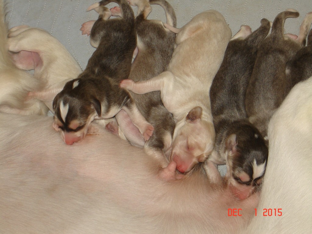 Willa 1 and 2 day old pups 008