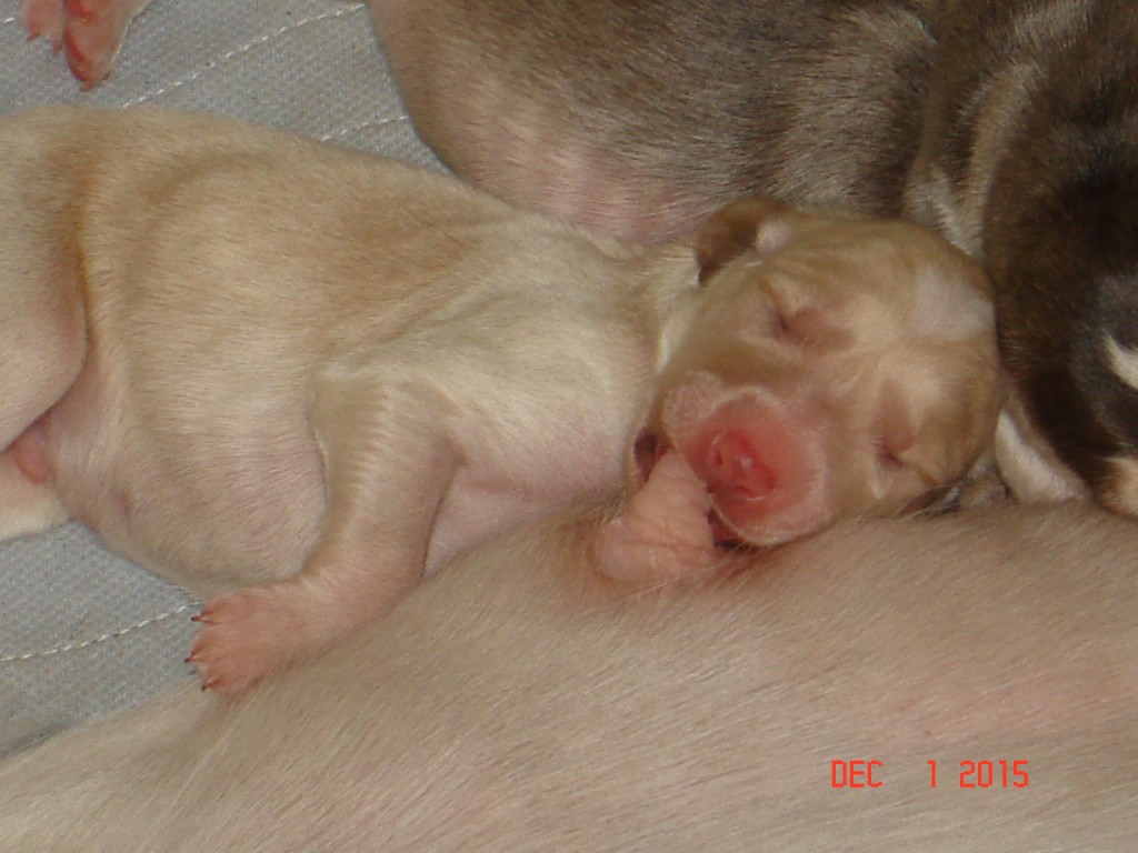 Willa 1 and 2 day old pups 014