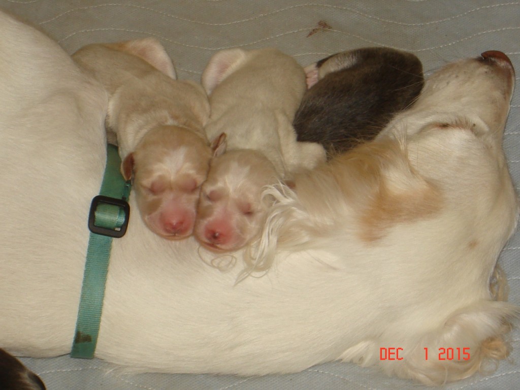 Willa 1 and 2 day old pups 017